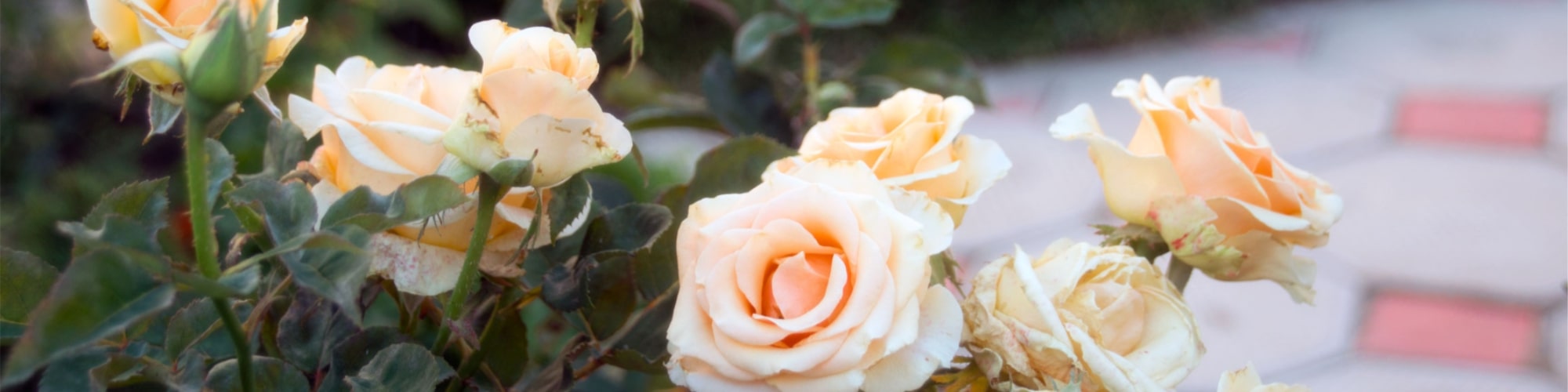 Снять жилье в Учкуевке